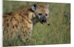 Spotted Hyena Feeding on Thomson's Gazelle by Anonymous