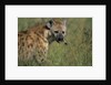 Spotted Hyena Feeding on Thomson's Gazelle by Anonymous