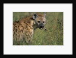 Spotted Hyena Feeding on Thomson's Gazelle by Anonymous