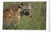 Spotted Hyena Feeding on Thomson's Gazelle by Anonymous