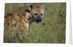 Spotted Hyena Feeding on Thomson's Gazelle by Anonymous