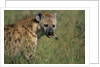 Spotted Hyena Feeding on Thomson's Gazelle by Anonymous