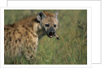 Spotted Hyena Feeding on Thomson's Gazelle by Anonymous
