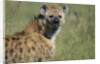 Spotted Hyena Standing in Grass by Anonymous