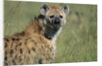 Spotted Hyena Standing in Grass by Anonymous