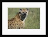 Spotted Hyena Standing in Grass by Anonymous