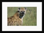 Spotted Hyena Standing in Grass by Anonymous