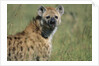 Spotted Hyena Standing in Grass by Anonymous