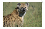 Spotted Hyena Standing in Grass by Anonymous