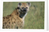 Spotted Hyena Standing in Grass by Anonymous