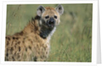 Spotted Hyena Standing in Grass by Anonymous