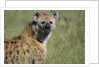 Spotted Hyena Standing in Grass by Anonymous