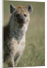 Spotted Hyena Standing in Grass by Anonymous