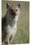 Spotted Hyena Standing in Grass by Anonymous