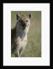 Spotted Hyena Standing in Grass by Anonymous