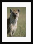 Spotted Hyena Standing in Grass by Anonymous
