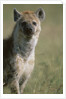 Spotted Hyena Standing in Grass by Anonymous