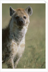 Spotted Hyena Standing in Grass by Anonymous