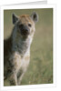 Spotted Hyena Standing in Grass by Anonymous