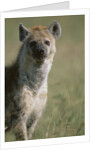 Spotted Hyena Standing in Grass by Anonymous