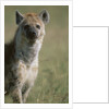 Spotted Hyena Standing in Grass by Anonymous