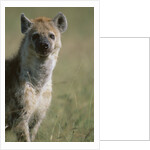 Spotted Hyena Standing in Grass by Anonymous