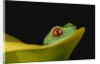 Red-Eyed Tree Frog by Anonymous