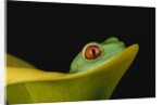 Red-Eyed Tree Frog by Anonymous