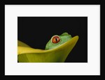 Red-Eyed Tree Frog by Anonymous