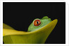 Red-Eyed Tree Frog by Anonymous