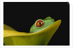 Red-Eyed Tree Frog by Anonymous