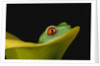 Red-Eyed Tree Frog by Anonymous