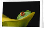 Red-Eyed Tree Frog by Anonymous