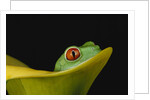 Red-Eyed Tree Frog by Anonymous