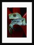 Monkey Tree Frog by Anonymous