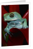 Monkey Tree Frog by Anonymous