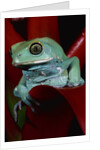 Monkey Tree Frog by Anonymous