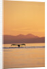Humpback Whale Surfacing at Sunset by Anonymous