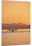 Humpback Whale Surfacing at Sunset by Anonymous