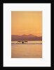 Humpback Whale Surfacing at Sunset by Anonymous