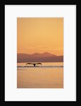 Humpback Whale Surfacing at Sunset by Anonymous