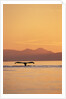 Humpback Whale Surfacing at Sunset by Anonymous