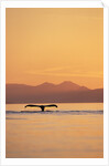 Humpback Whale Surfacing at Sunset by Anonymous