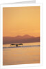 Humpback Whale Surfacing at Sunset by Anonymous
