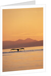 Humpback Whale Surfacing at Sunset by Anonymous