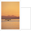 Humpback Whale Surfacing at Sunset by Anonymous