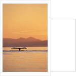 Humpback Whale Surfacing at Sunset by Anonymous