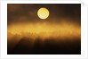 Sunrise Through Fog by Anonymous