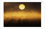 Sunrise Through Fog by Anonymous