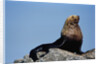 Resting Sea Lion Bull by Anonymous